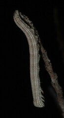 Catocala abbreviatella