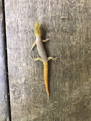 Sphaerodactylus homolepis