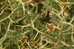 Adesmia obcordata