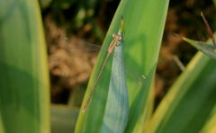 Lestes viridulus