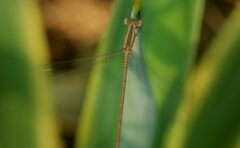 Lestes viridulus