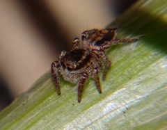 Salticidae