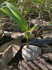 Cocos nucifera