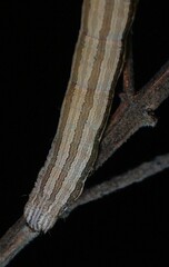 Catocala abbreviatella