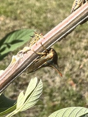 Umbonia crassicornis