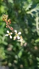 Carrichtera annua