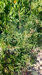 Carrichtera annua