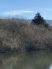Nycticorax nycticorax