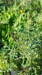 Carrichtera annua