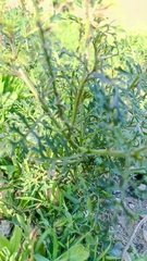 Carrichtera annua