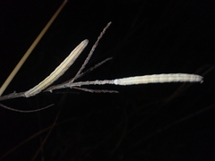 Catocala abbreviatella