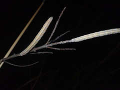 Catocala abbreviatella