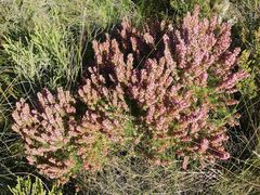 Erica curvirostris