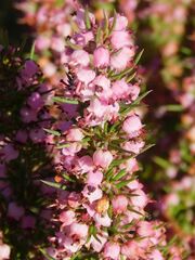 Erica curvirostris