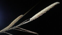 Catocala abbreviatella