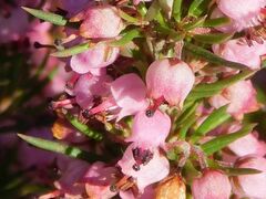 Erica curvirostris