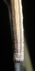 Catocala abbreviatella