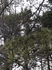 Pinus banksiana image