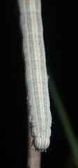 Catocala abbreviatella