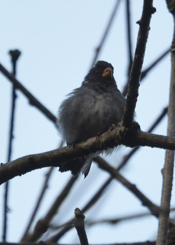 Grey Seedeater (Sporophila intermedia), photo 6