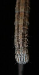 Catocala abbreviatella