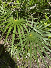 Coryphoideae