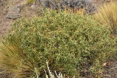 Adesmia obcordata