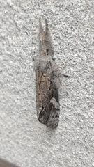 Calliteara fortunata