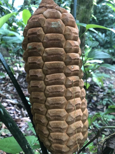 Zamia nesophila, photograph 3