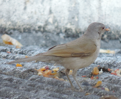 Turdus leucomelas