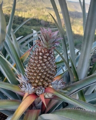 Ananas comosus