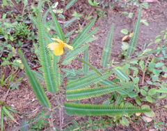 Chamaecrista flexuosa