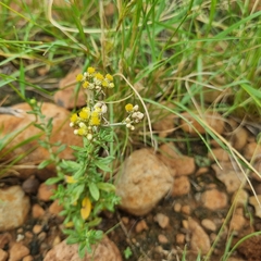 Helichrysum rosum