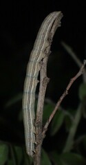 Catocala abbreviatella