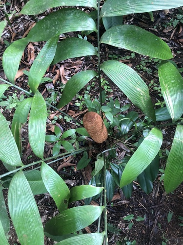 Zamia nesophila, photograph 4