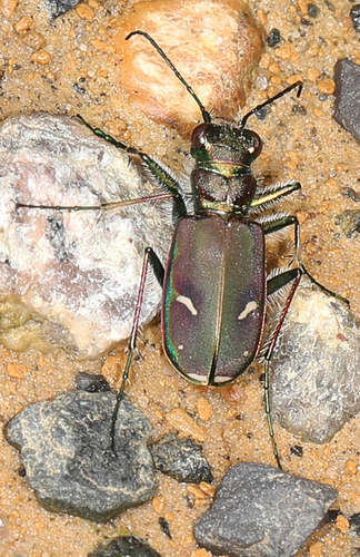 Purple Tiger Beetle photo 3