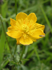 Trollius dschungaricus