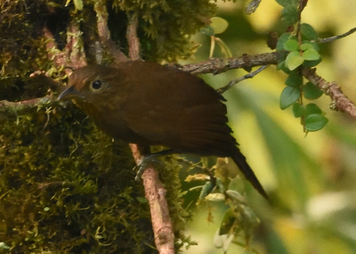Uniform Treehunter (Thripadectes ignobilis), photo 8