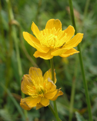 Trollius dschungaricus