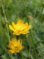 Trollius dschungaricus