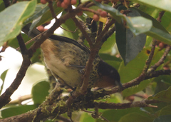 Ixothraupis rufigula