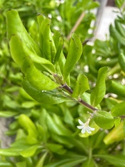 Scaevola taccada