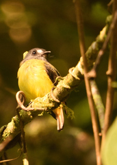 Myiotriccus ornatus