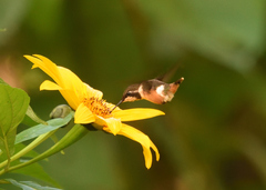 Philodice mitchellii