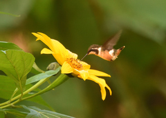 Philodice mitchellii