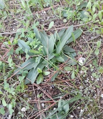 Ophrys speculum