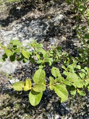 Lantana involucrata