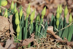 Narcissus pseudonarcissus