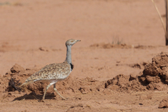 Chlamydotis undulata