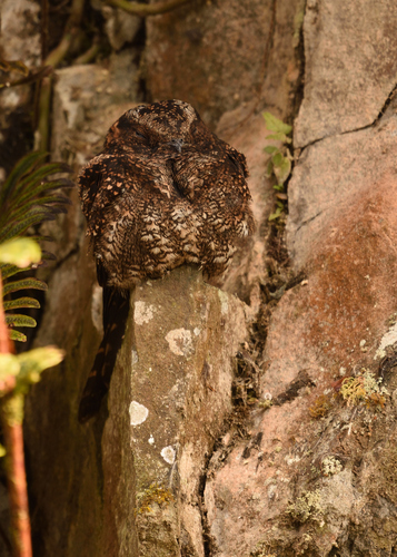 Lyre-tailed Nightjar (Uropsalis lyra), photo 5